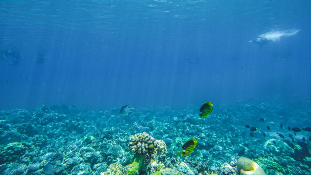サンゴ礁の海
