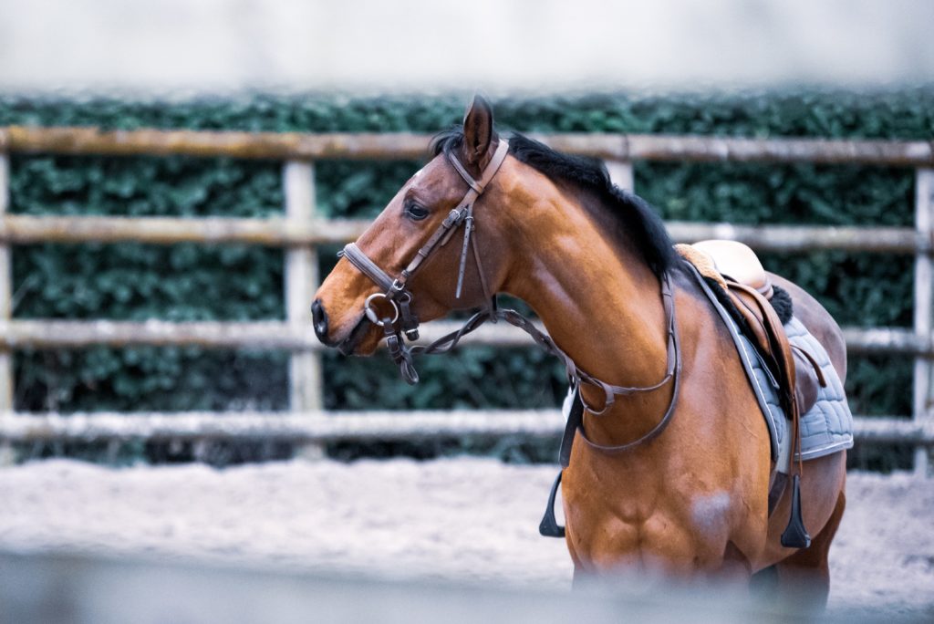 乗馬用の馬