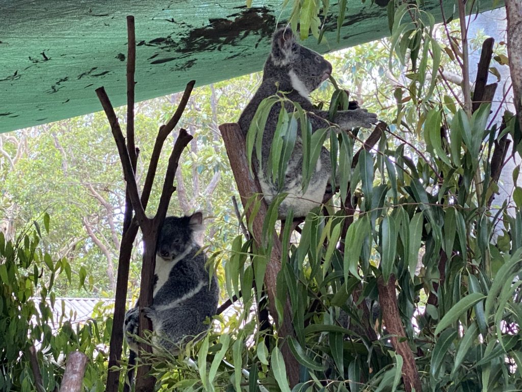 ゴールドコーストの動物園カランビン ワイルドライフ サンクチュアリーで遊び尽くそう Hisオーストラリア