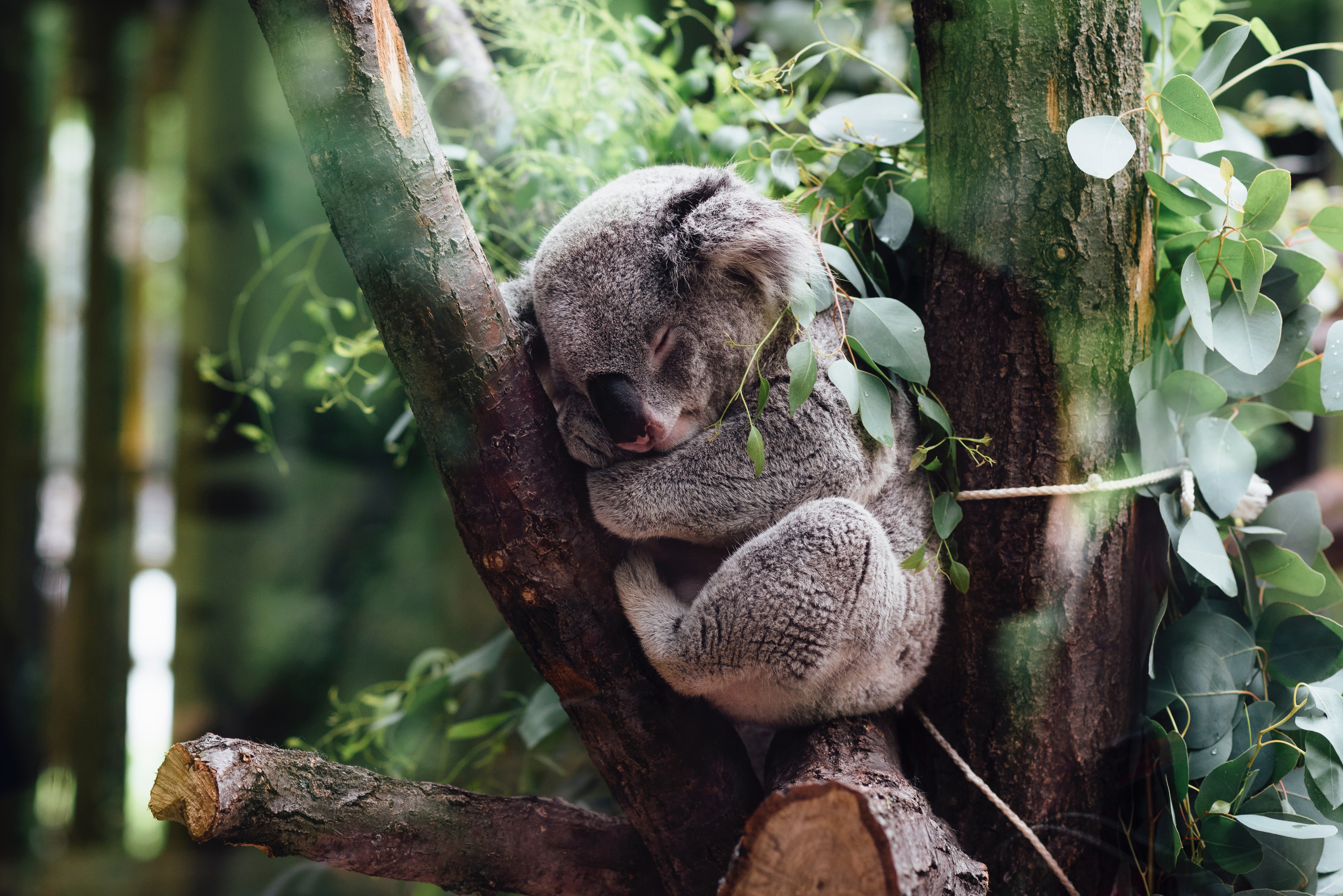 コアラを抱っこできるオーストラリアの動物園まとめ Hisオーストラリア