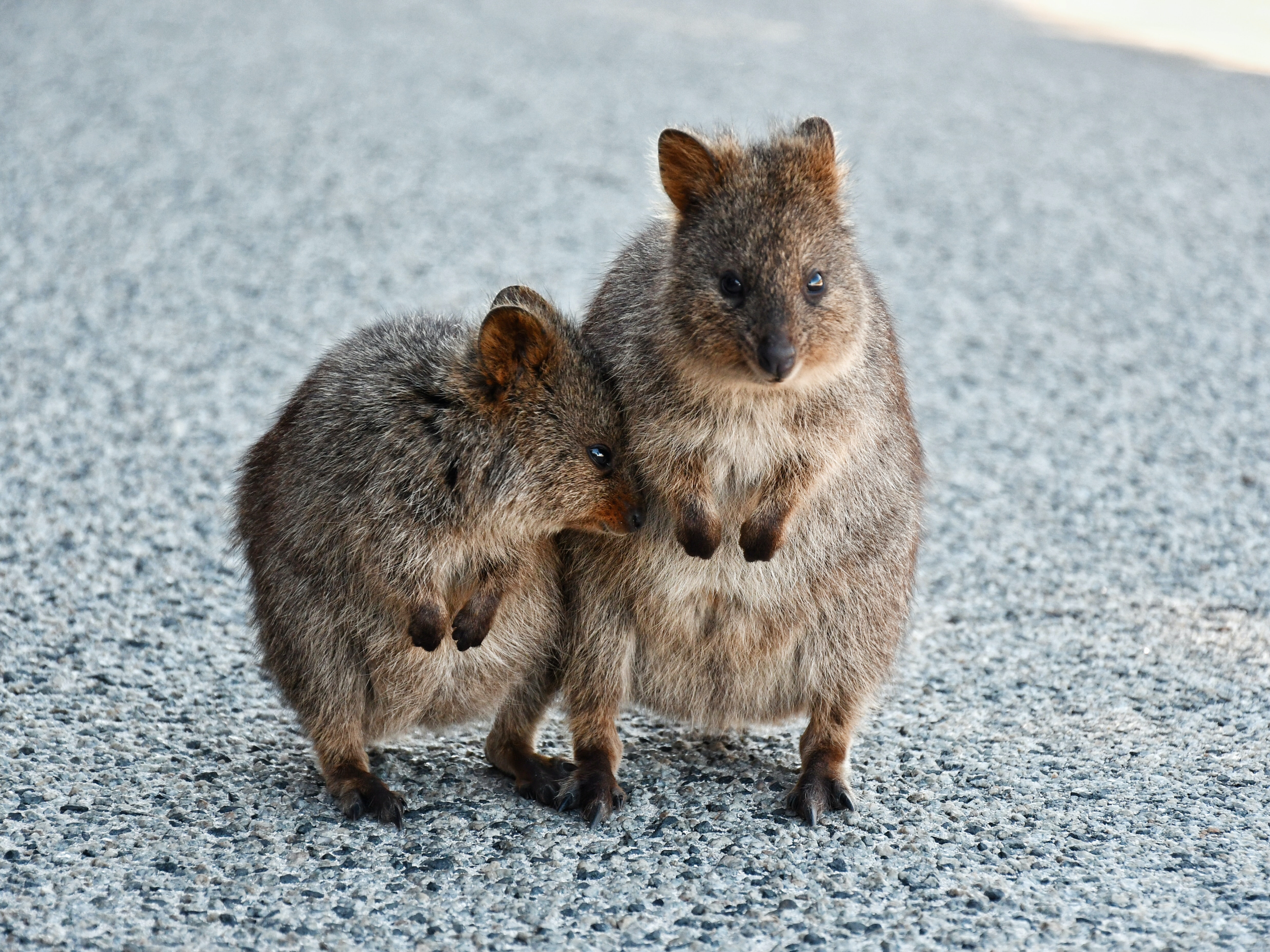 世界一幸せな動物「クォッカ」とは？上手に写真を撮るコツも解説 HISオーストラリア